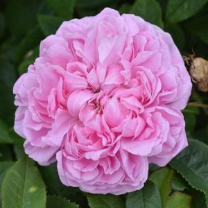 Rosa Marchesa Boccella