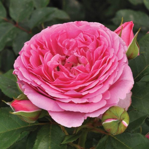 Rose 'Platinum Jubilee'