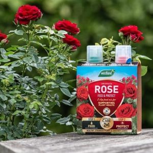 Rose feed and protect