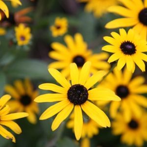 Rudbeckia fulgida var. deamii