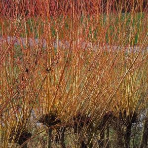 Salix alba var. vitellina Britzensis