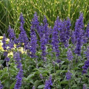 Salvia Mystic Spires Blue ('Balsalmisp')