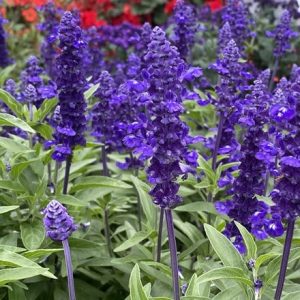 Salvia farinacacea Farina Blue