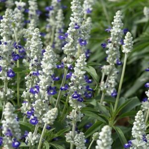 Salvia farinacea Victoria Blue Bicolour