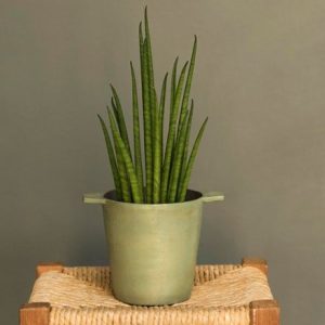 Sansevieria bacularis Mikado and cast aluminium pot cover