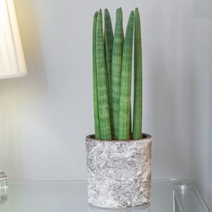 Sansevieria cylindrica Straight