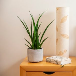 Sansevieria kirkii Friends and pot cover