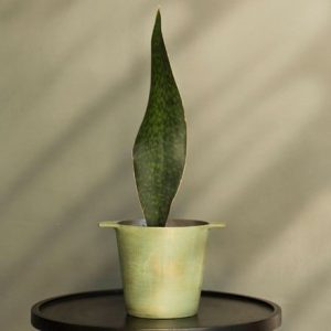 Sansevieria masoniana Victoria and cast aluminium pot cover