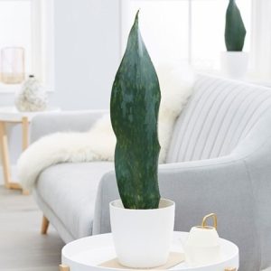 Sansevieria masoniana Victoria and pot cover