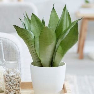 Sansevieria trifasciata Moonshine and pot cover