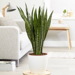 Sansevieria zeylanica and pot cover