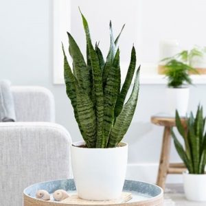 Sansevieria zeylanica and pot cover