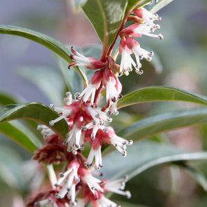 Sarcococca Hookeriana Winter Gem (15Cm Pot)