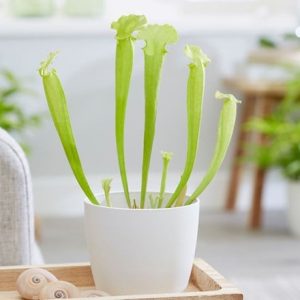 Sarracenia flava and pot cover