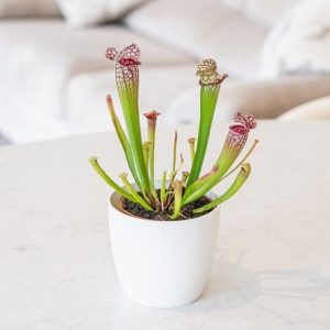 Sarracenia leucophylla and pot cover