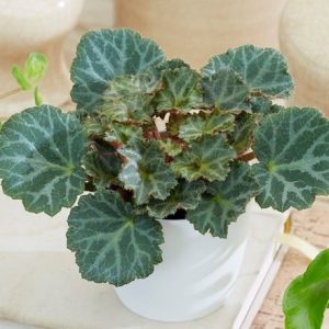 Saxifraga Bottle garden / terrarium plant and pot cover