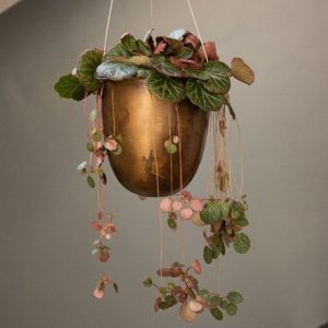 Saxifraga stolonifera and hanging pot