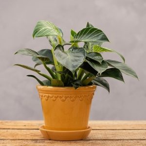 Scalloped tapered plant pot & saucer - mustard