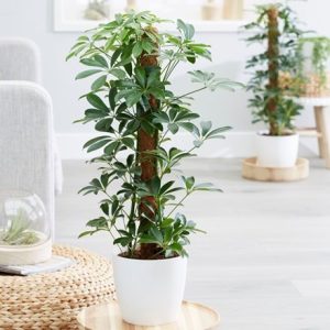 Schefflera Nora and pot cover