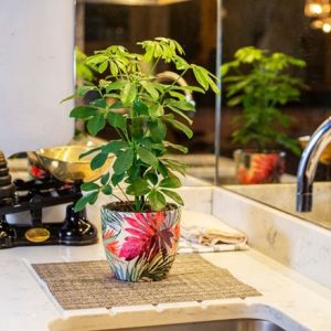 Schefflera Nora and pot cover