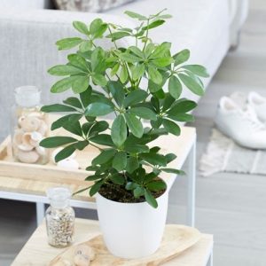 Schefflera Nora and pot cover