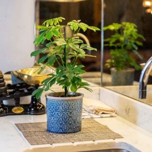 Schefflera Nora and pot cover