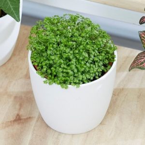 Selaginella Bottle garden / terrarium plant and pot cover