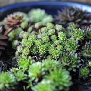 Sempervivum collection