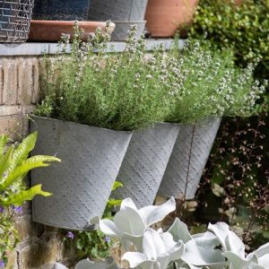 Set of three embossed wall planters & jekka's thyme / thymus 'Jekka'