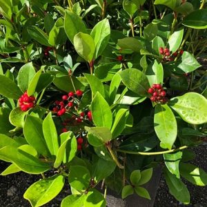 Skimmia japonica 'Redruth'