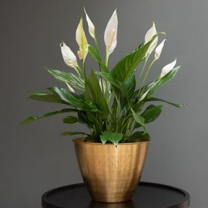 Spathiphyllum Bingo Cupido ('Spapril') (PBR) & Solid etched brass pot cover