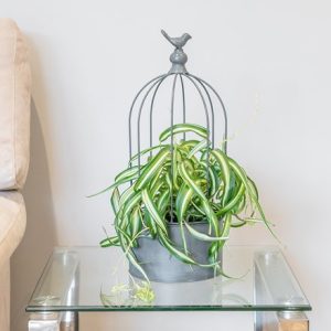 Spider Plant / Chlorophytum Bonnie and bird cage planter