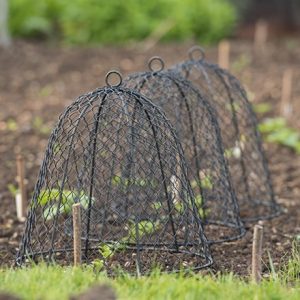 Squirrel proof cloche