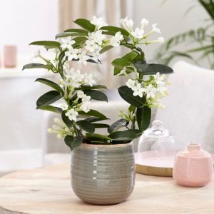 Stephanotis floribunda and como pot cover