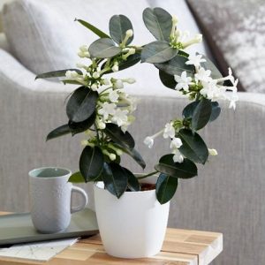 Stephanotis floribunda and pot cover