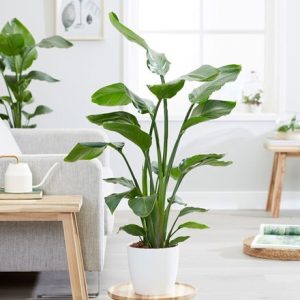 Strelitzia nicolai and pot cover