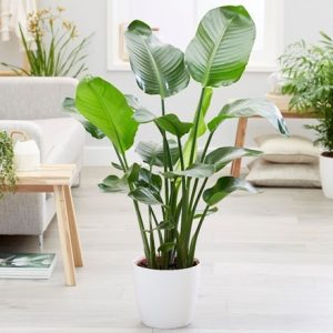 Strelitzia nicolai and pot cover