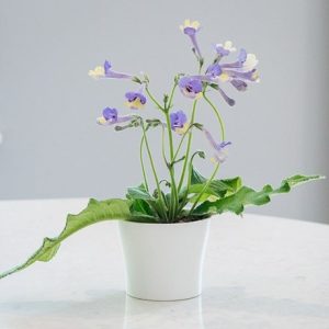 Streptocarpus Harlequin Blue (PBR)