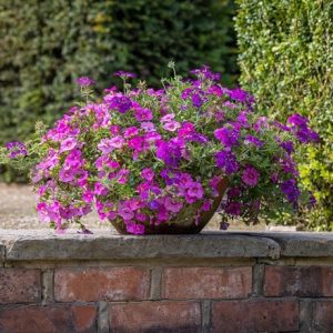 Sweet pinks container plant collection