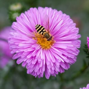 Symphyotrichum novi-belgii Patricia Ballard