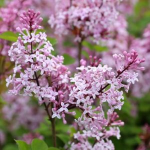 Syringa Josée ('Morjos 060f') (PBR)