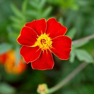 Tagetes patula Burning Embers