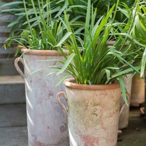 Terracotta Agapanthus pot - large