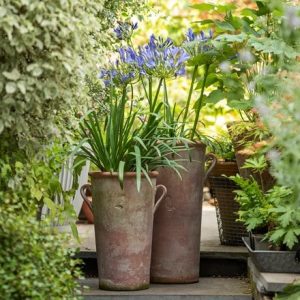 Terracotta Agapanthus pot - small