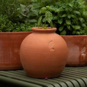 Terracotta Erigeron pot - large