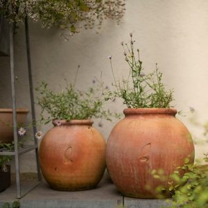 Terracotta Erigeron pot - small