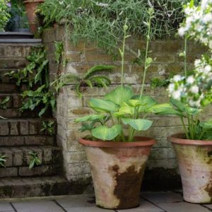 Terracotta arc pot & plantain lily