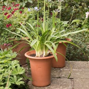 Terracotta flared rim pot