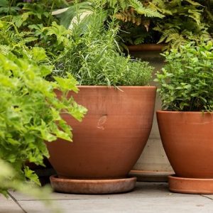 Terracotta herb pot and saucer - large