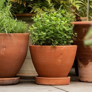 Terracotta herb pot and saucer - small